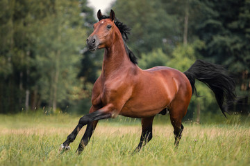 The bay horse gallops on the grass