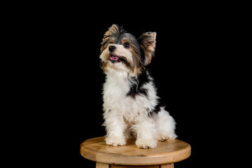yorkshire terrier sitting on wooden chair on black background.