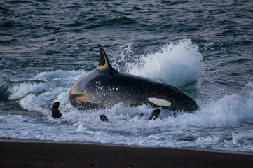Killer whale hunting sea lions on the paragonian coast, Patagonia, Argentina