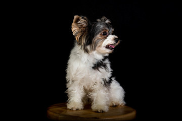 yorkshire terrier sitting on wooden chair on black background.