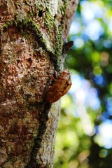 Invertebrate on tree