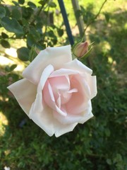 pink rose on white background