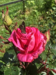 red rose in garden