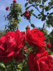 red rose in garden
