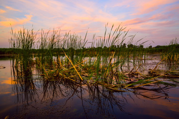 Cane in lake on evening sky background