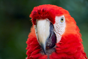 Close-up portrait of scarlet macaw