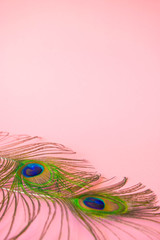 Beautiful feathers from a peacock's tail on an isolated pastel light pink background.