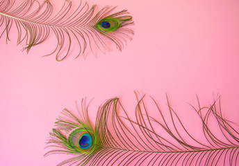 Beautiful feathers from a peacock's tail on an isolated pastel light pink background.
