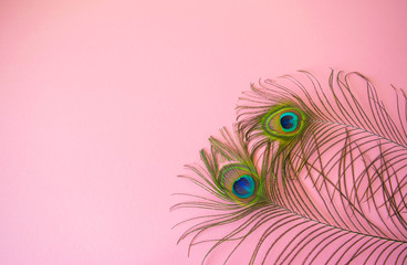 Beautiful feathers from a peacock's tail on an isolated pastel light pink background.