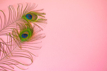 Obraz premium Beautiful feathers from a peacock's tail on an isolated pastel light pink background.