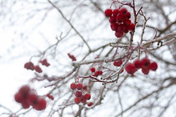 Fototapeta na wymiar Rowan berries on a branch against the sky