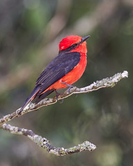 Red bird looking up on a branch