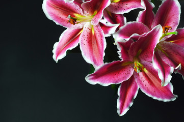 Lily flowers on dark background with copy space