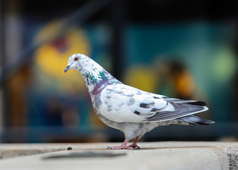 Beautiful very colorful white dove perched on a stone edge with a nice colorful background.