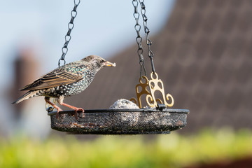 Starling (Sturnus vulgaris) feeding from a wire mesh tray 