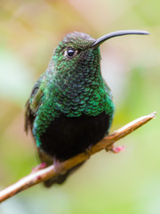 Irradiating green hummingbird on a branch