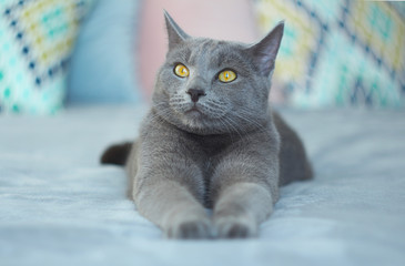 Gray cat relaxing on bed.Russian blue cat at cozy home interior. Pet care, friend of human.