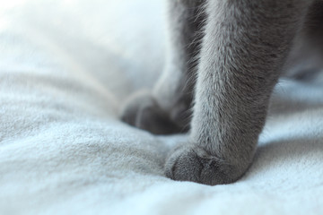 Close up of grey cat paws on grey background. Detail shot of soft cat paws. Russian blue cat, pet care, friend of human.