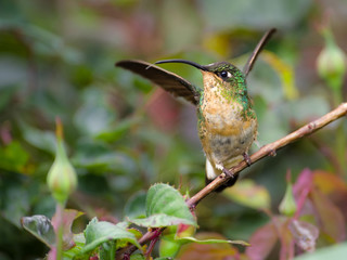 Hummingbird on its perch preparing to fly