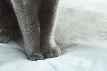 Close up of grey cat paws on grey background. Detail shot of soft cat paws. Russian blue cat, pet care, friend of human.