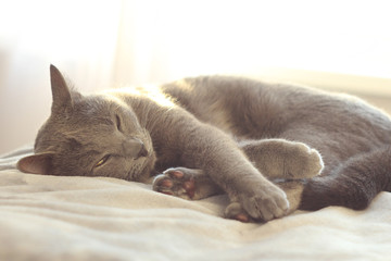 Gray cat sleeping on bed.Russian blue cat relaxing on light background. Pet care, friend of human.