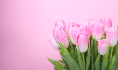 Pink tulips on the pink background.Easter,spring flower concept,copy space.Mothers or Womans day.