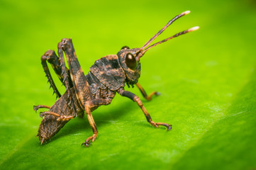 Grasshopper on a leaf of a bush