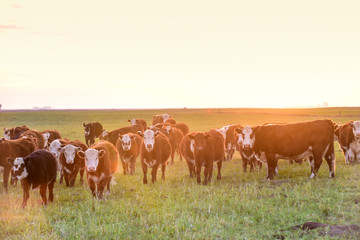 Cattle looking to the camera, Patagonia, Argentina