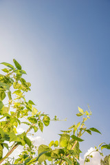French Beans Orchard