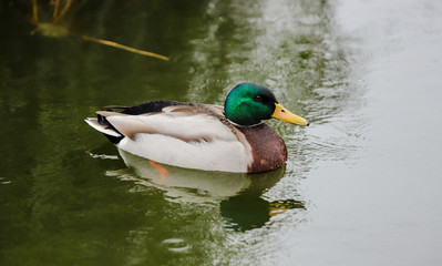Nice duck with a green head in the green waters of a small pond. Close-up of a Mallard.