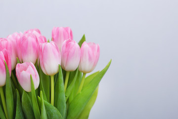 Pink tulips on the grey background.Easter,spring flower concept,copy space.Mothers or Womans day.