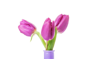 Purple tulips in the vase isolated on white