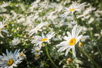 Wild Daisies