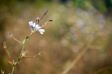 Wild Flower