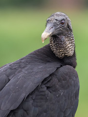 Beautiful portrait of Black vulture