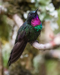 Tourmaline sunangel perched on a tree branch