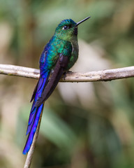 Male of Violet-tailed Sylph perched on a tree branch