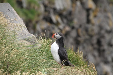 puffin on a rock