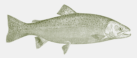 Rainbow trout oncorhynchus mykiss, food fish in profile view