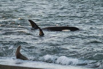Fototapeta premium Killer whale hunting sea lions on the paragonian coast, Patagonia, Argentina