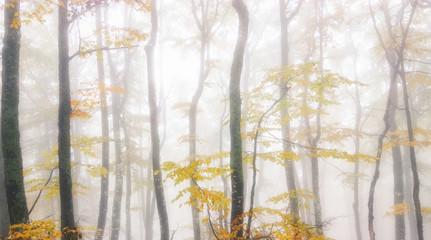Mysterious dark beech forest in fog. Autumn morning in the misty woods. Magical foggy atmosphere. Autumn Landscape photography