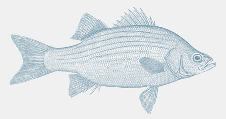 White bass, morone chrysops, a freshwater fish from North America in side view