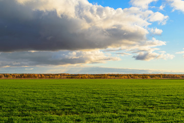Fototapeta na wymiar fields with green crops under the bright sun