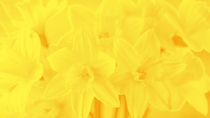 Bright spring yellow daffodils on yellow background, floral background, 16:9 panoramic format