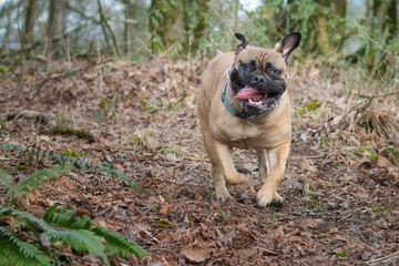 2020-02-25 A BULLMASTIFF RUNNING WITH MOUTH OPEN AND TOUNGE OUT