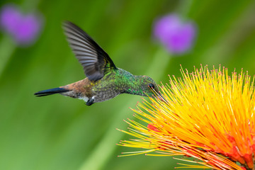 A juvenile Copper-rumped hummingbird feeding on the Combretum flower (Monkey Brush) in a tropical garden.