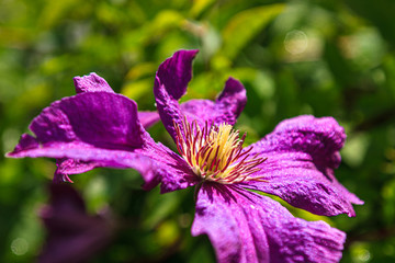 Bl&uuml;te einer lila Waldrebe (Clematis) / Close Up