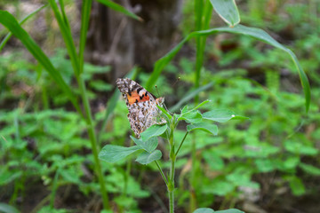 red orange butterfly on flower in garden nature insect animal