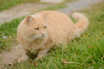 Naklejka na ściany i meble Light red fluffy peach beautiful cat hunt in the grass.