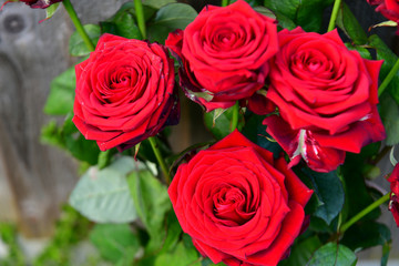 bouquet of red roses